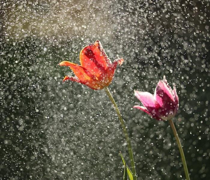 Spring showers and blossoming flowers